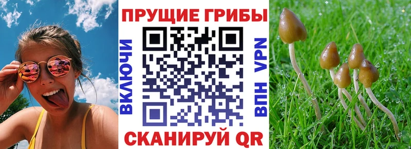 Псилоцибиновые грибы GOLDEN TEACHER  Купить закладки  Саратов 